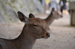 眠そう