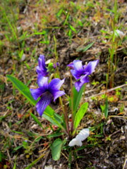 花見最終日3