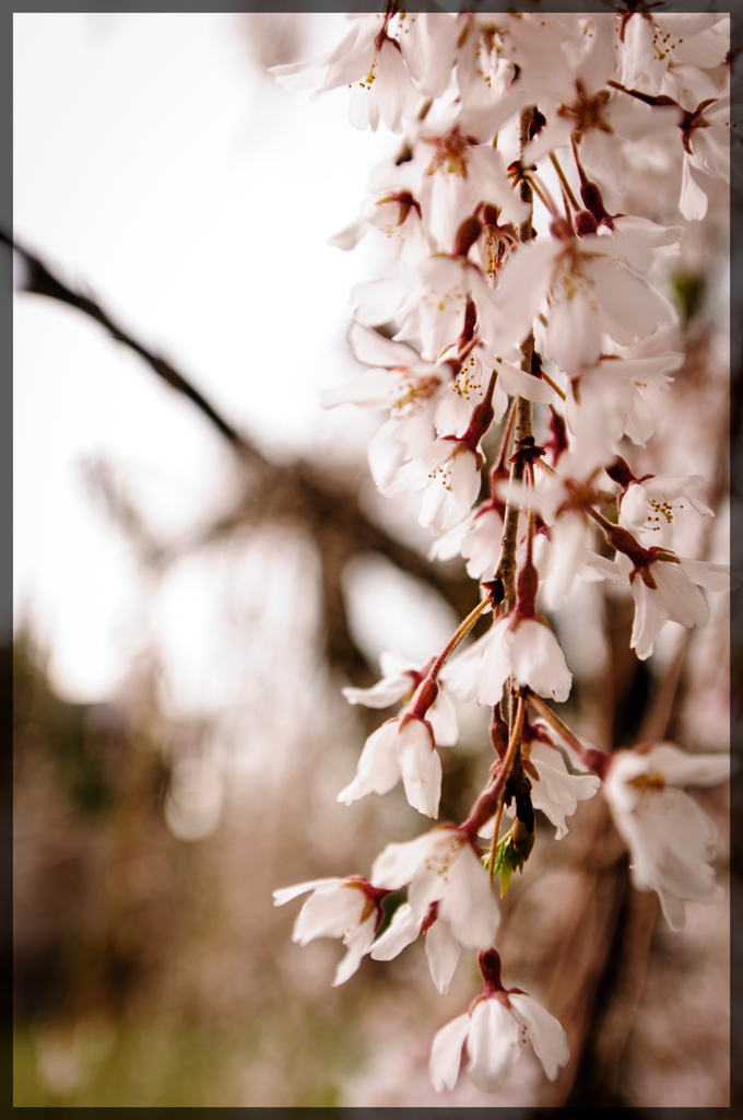 しだれ桜