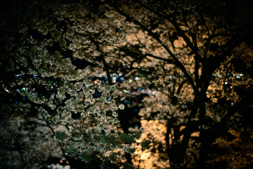 賑やかな春の夜
