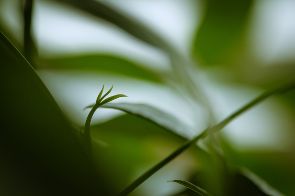 新芽