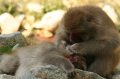 耳掻き