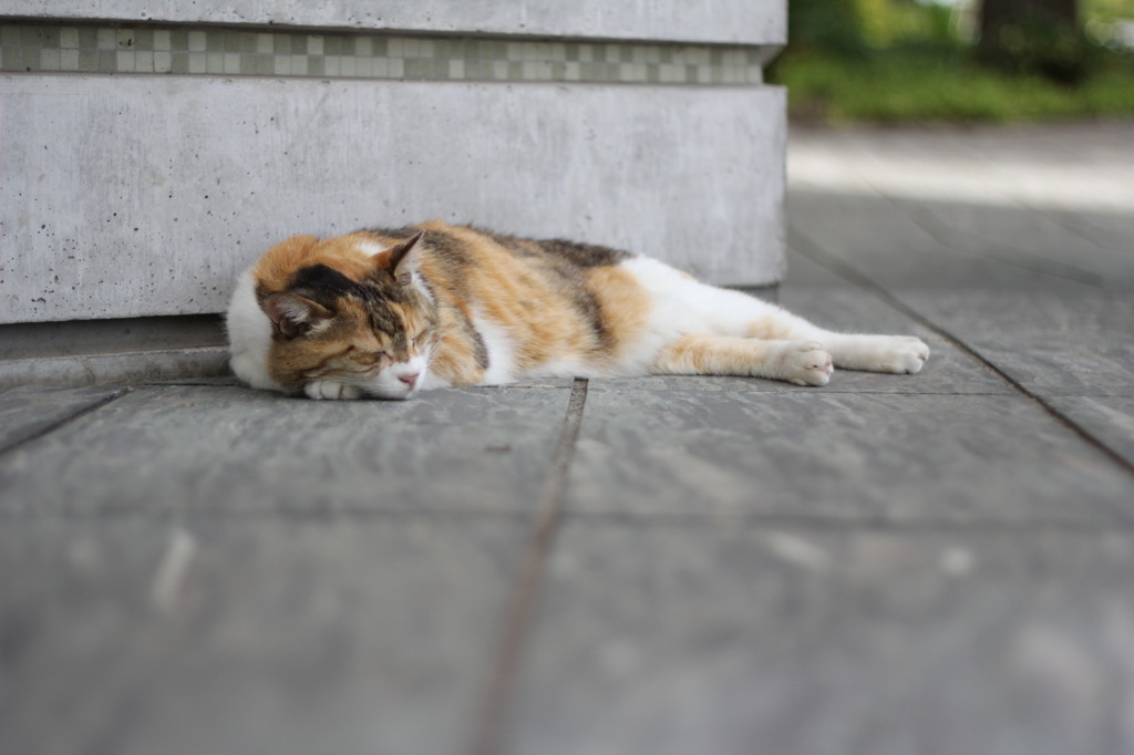 what a beautiful world