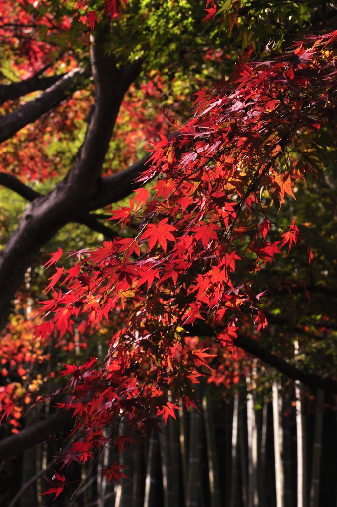 天竜寺９ー紅葉