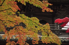 tint of red