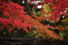 a touch of reｄ