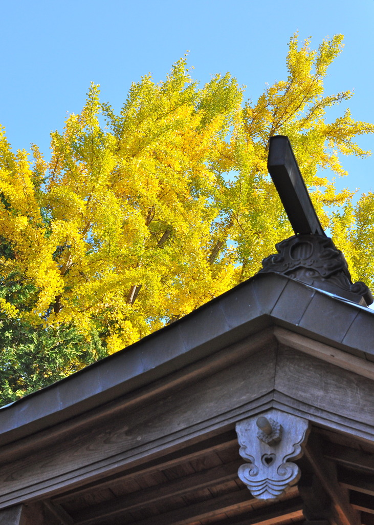 お宮の銀杏