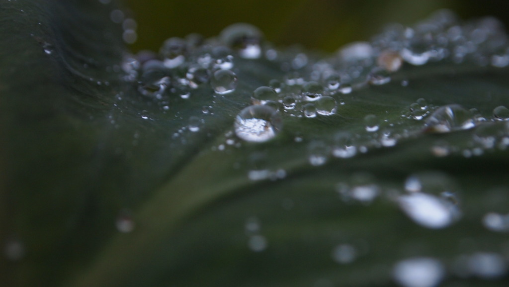 雨のあしあと