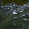 雨のあしあと