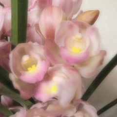 ねぇ笑おうよ