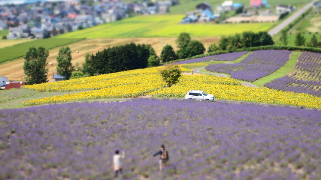 憩いの花畑