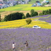 憩いの花畑