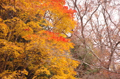 IMGP0093