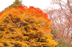 IMGP0095