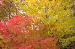 IMGP0108