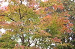 IMGP0161
