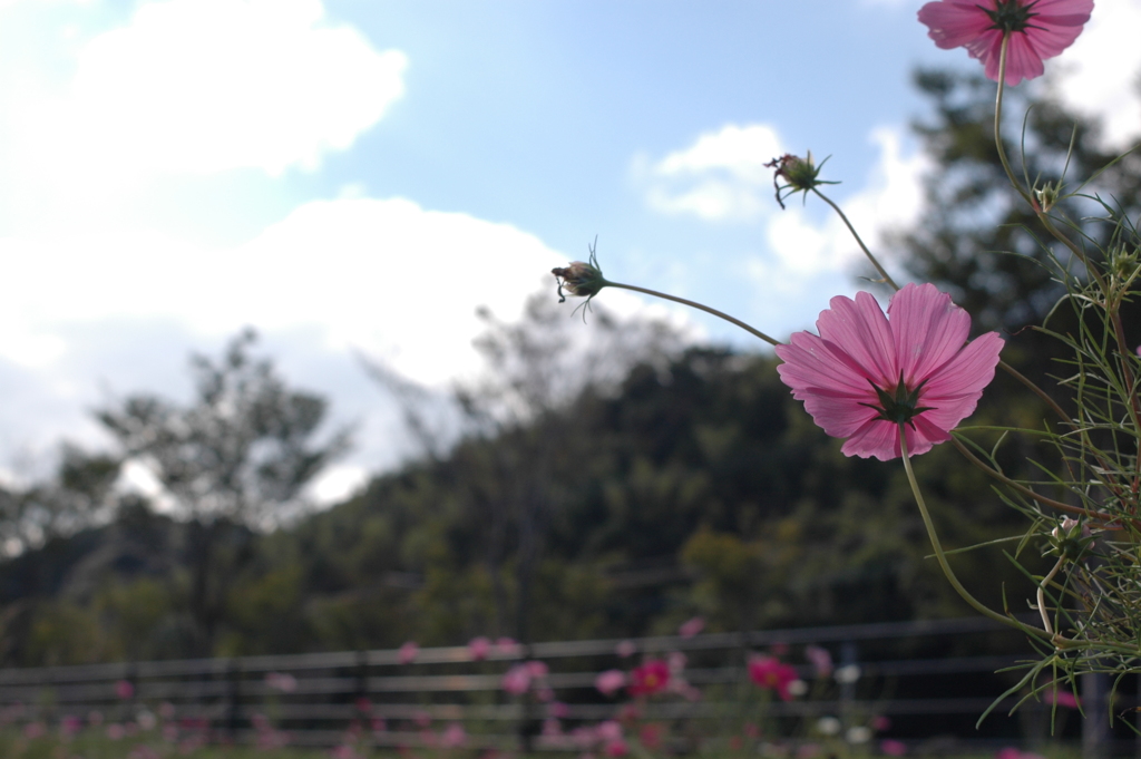 この道はどこへ