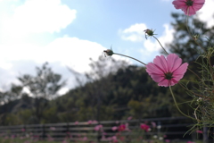 この道はどこへ