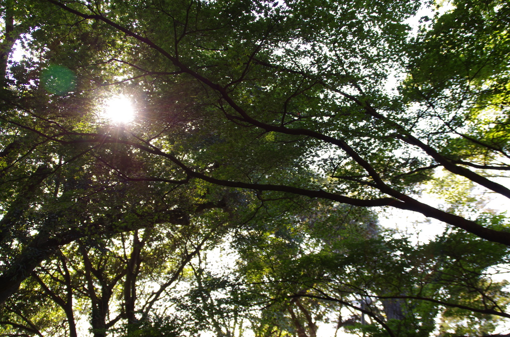 木漏れ日の日和