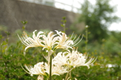 秋想う、白の彩り