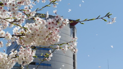 桜の舞う街のひとコマ