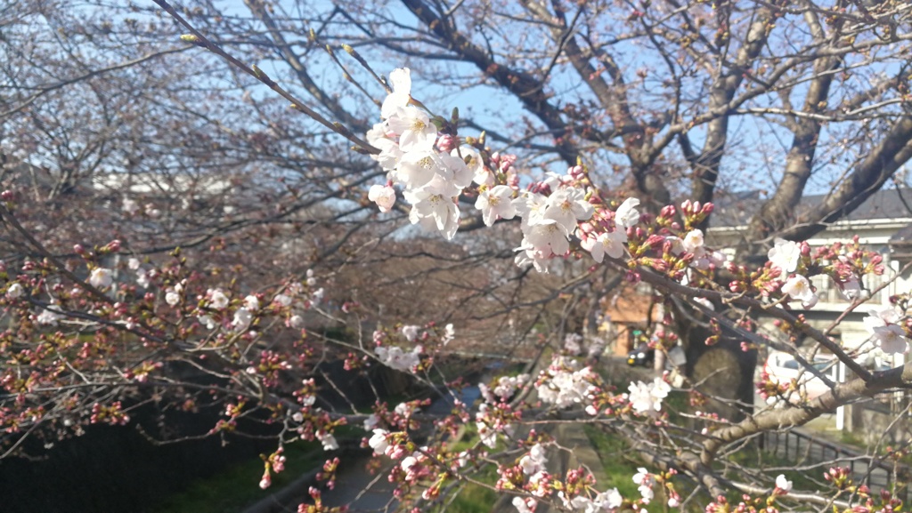 春風ふわり