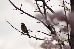 花見鳥