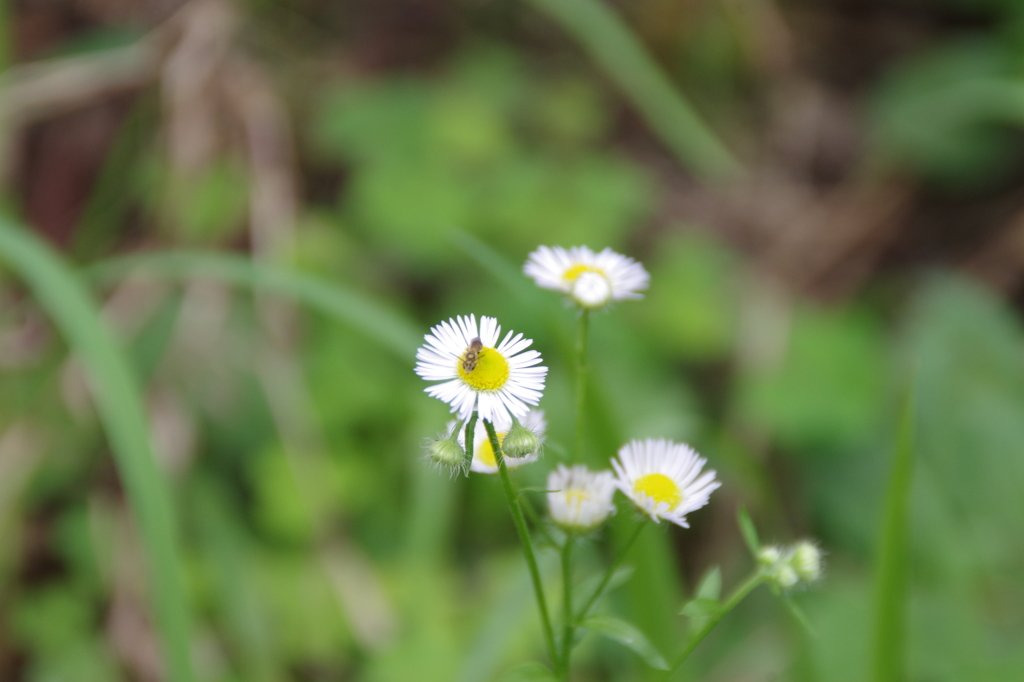 花の香り