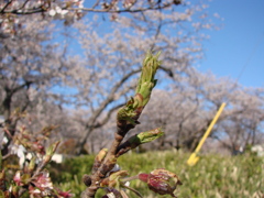 開花まで、あと少し