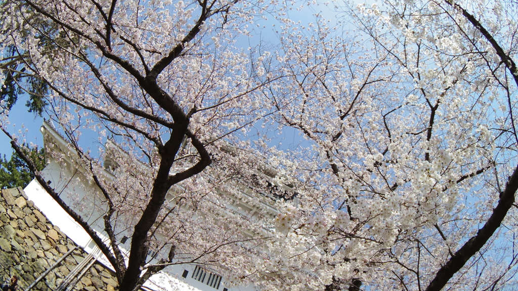 城下の桜