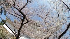 城下の桜