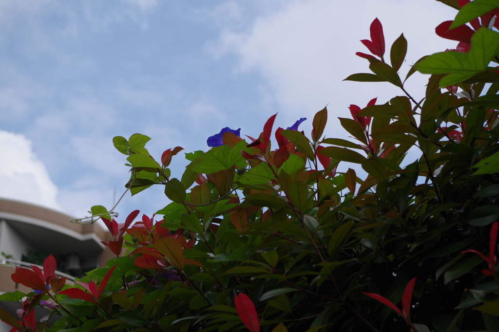 夏待ちの花