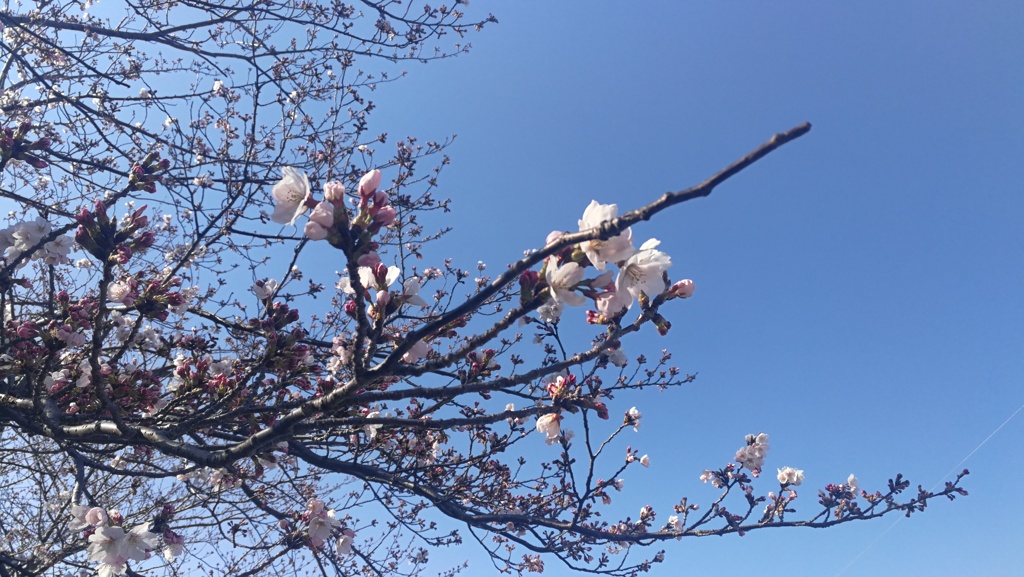 Blue Sky