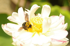 花の香に誘われて