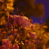 夜景に淡く溶け込んで