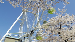 観覧車と桜