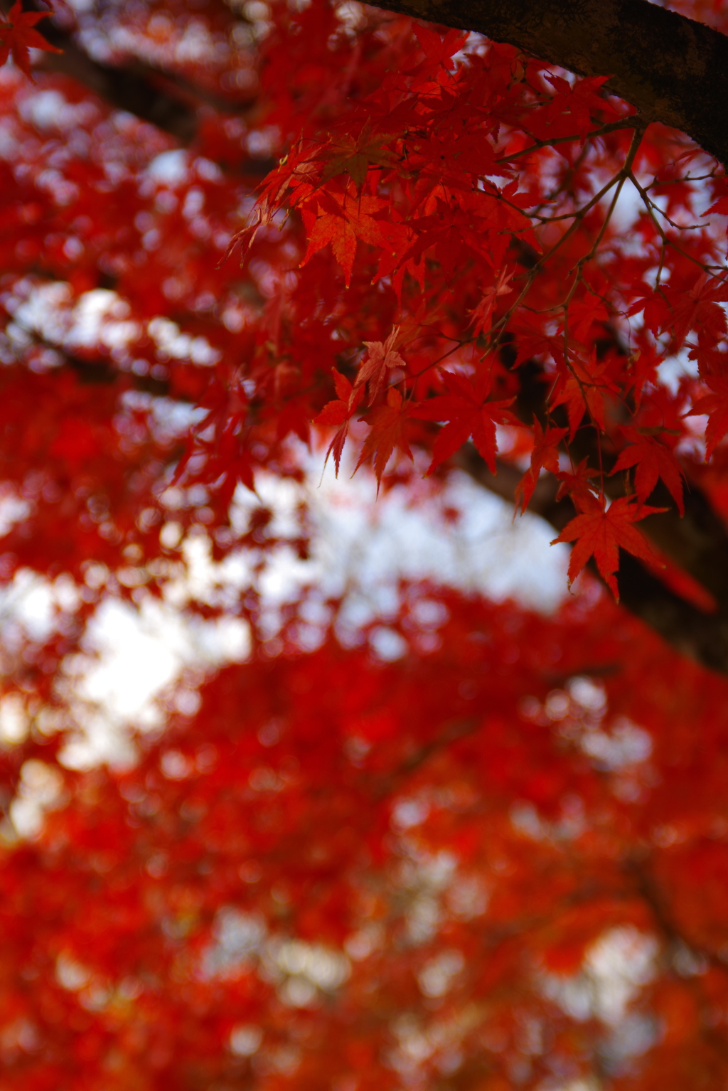 どこまでも真紅に染まれ