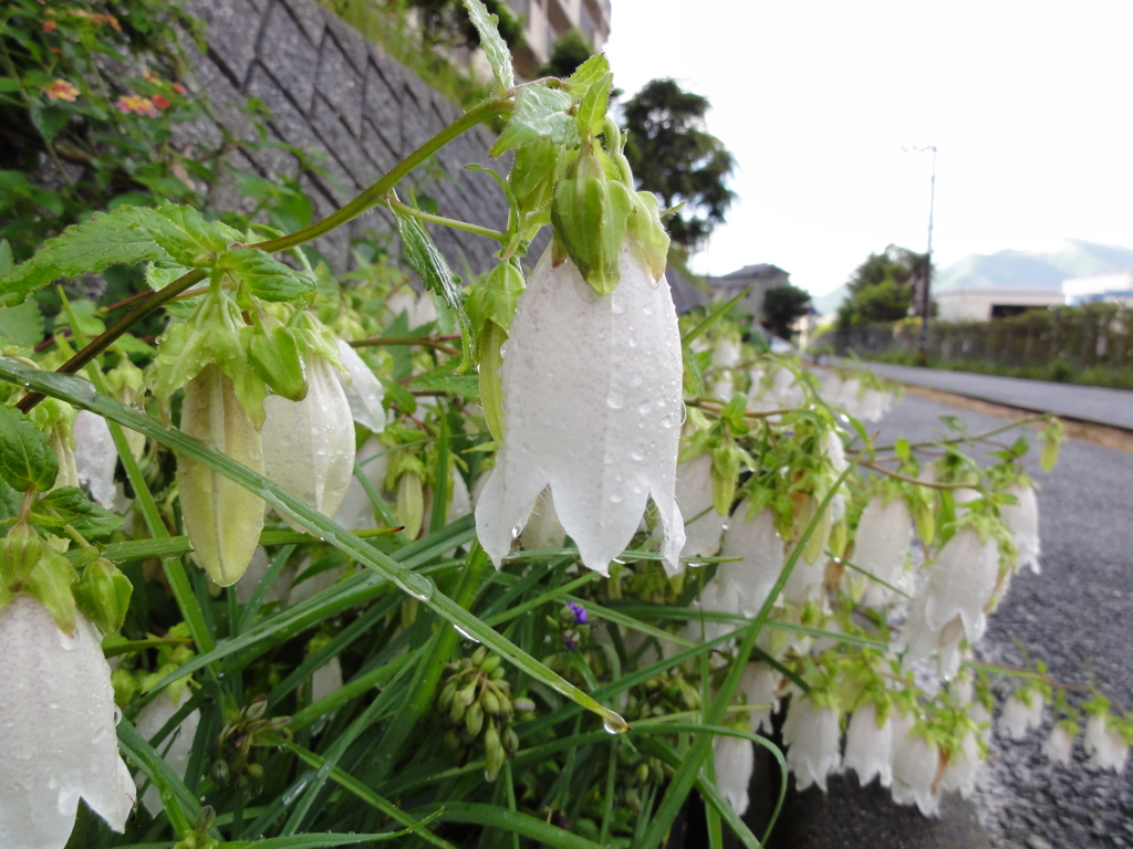雨上がりの花