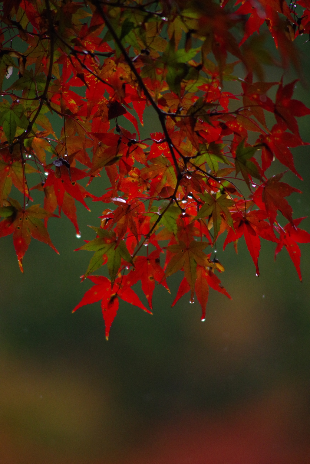 見上げれば雨空に
