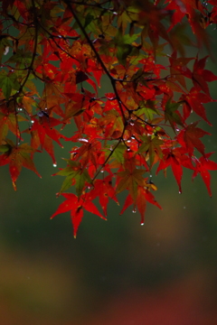 見上げれば雨空に