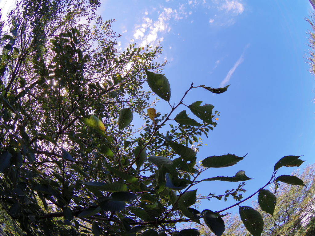 秋晴れの空