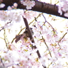 花の香に誘われて