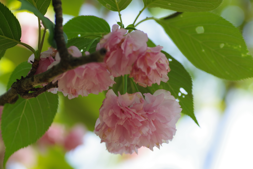 遅咲きの桜