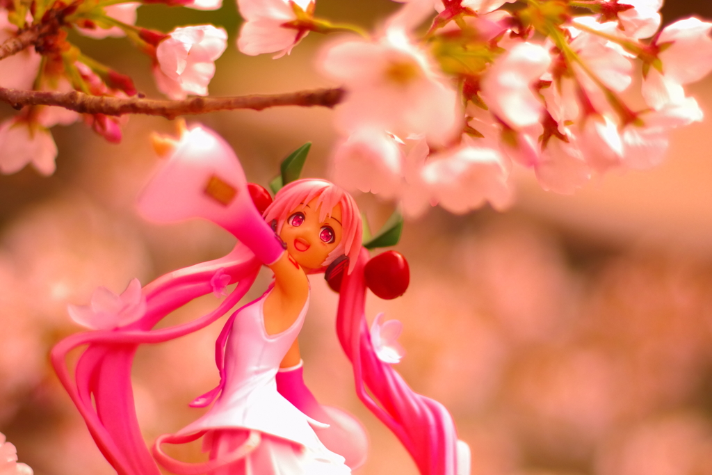 夕焼け桜に染められて