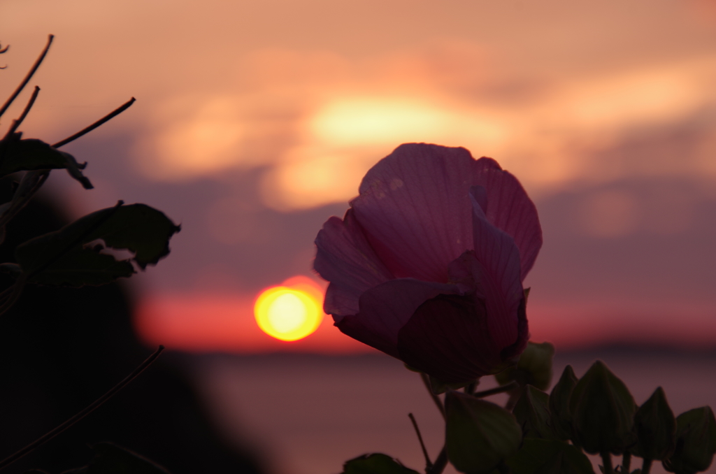 夕焼けに映える花