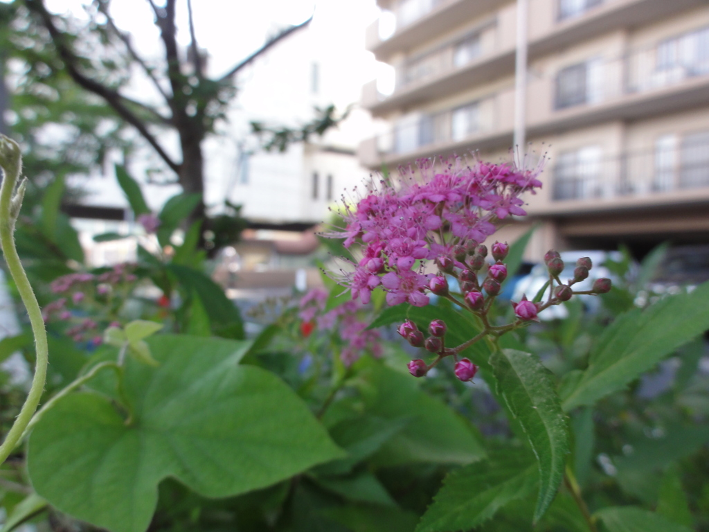 雨上がりの花壇