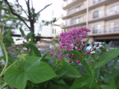 雨上がりの花壇