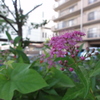 雨上がりの花壇