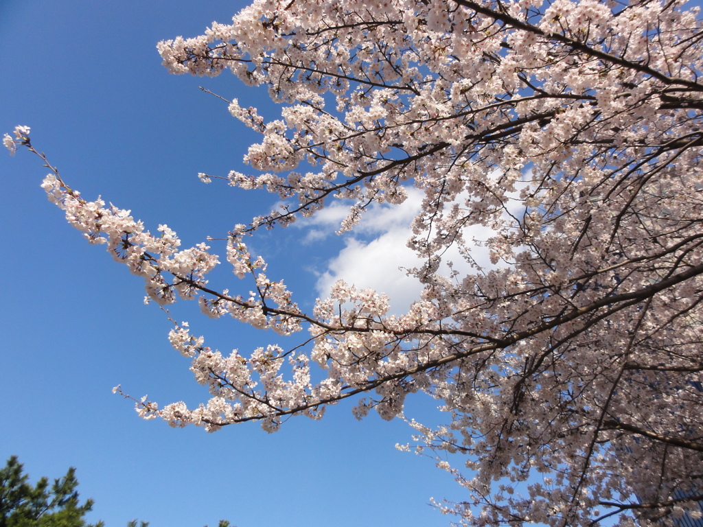 春の青空
