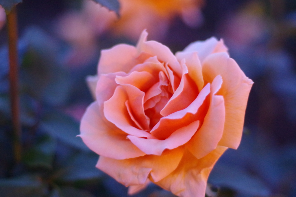 NightBlue Rose